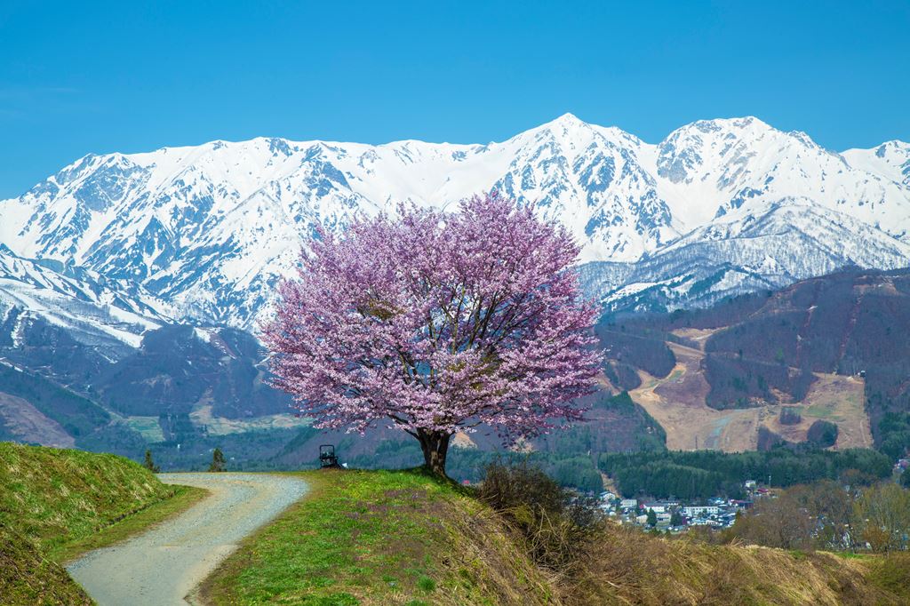Cherry blossoms of Nodaira in Hakuba village in Nagano prefecture of Japan.The back is the Alps.